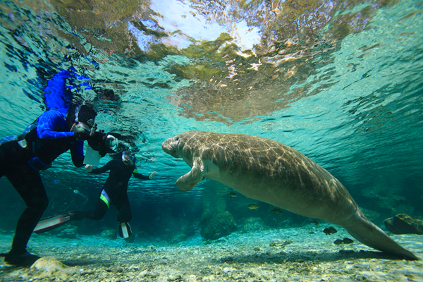 Photographing manatee underwater