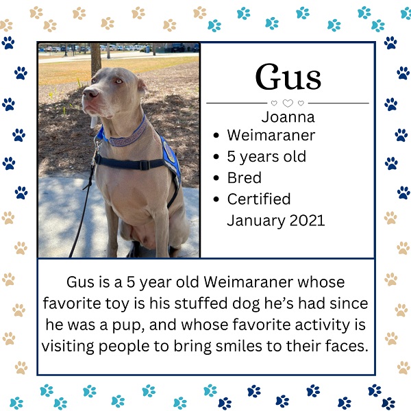 Gus. Joanna. Weimaraner. 5 years old. Bred. Certified January 2021. Gus is a 5 year old Weimaraner whose favorite toy is his stuffed dog he’s had since he was a pup, and whose favorite activity is visiting people to bring smiles to their faces. 