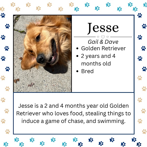 Jesse. Gail & Dave. Gold Retriever. 2 years and 4 months old. Bred. Jesse is a 2 years and 4 months Golden Retriever who loves food, stealing things to induce a game of chase, and swimming.