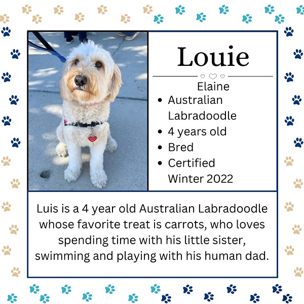 Louie. Elaine. Australian Labradoodle. 4 years old. Bred. Certified Winter 2022. Luis is a 4 year old Australian Labradoodle whose favorite treat is carrots, who loves spending time with his little sister swimming and playing with his human dad. 