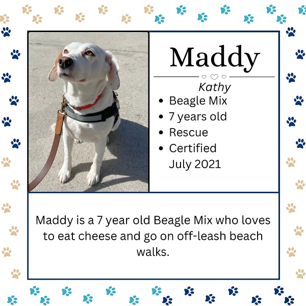 Maddy. Kathy. Beagle Mix. 7 years old. Rescue. Certified July 2021. Maddy is 7 year old Beagle Mix who loves to each cheese and go on off-leash beach walks. 