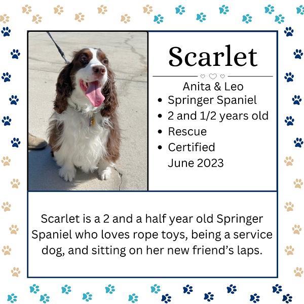 Scarlet. Anita and Leo. Springer Spaniel. 2 and ½ years old. Rescue. Certified June 2023. Scarlet is a 2 and a half year old Springer Spaniel who loves rope toys, being a service dog, and sitting on her new friend’s laps.  