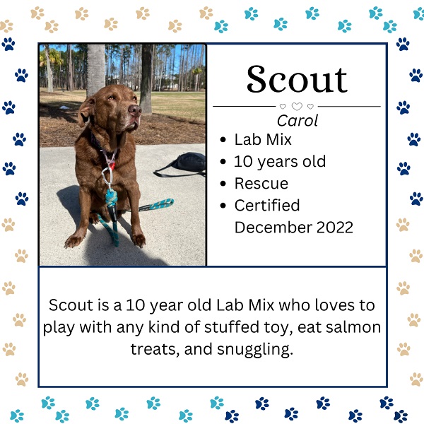 Scout. Carol. Lab Mix. 10 years Old. Rescue. Certified December 2022. Scout is a 10 year old Lab mix who loves to play with any kind of stuffed toy, eat salmon, treats, and snuggling.  