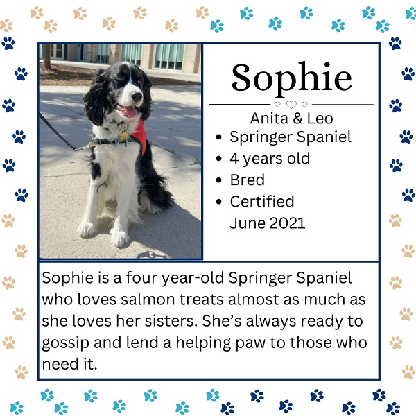 Sophie. Abuta & Leo. Spinger Spaniel. 4 years old. Bred. Certified June 2021. Sophie is a four year old Springer Spaniel who loves Salmon treats almost as much as she loves her sisters.  She’s always ready to gossip and lend a helping paw to those who need it.  