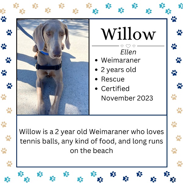 Willow. Ellen. Weimaraner. 2 years old. Rescue. Certified November 2023. Willow is a 2 year old Weimaraner who loves tennis balls, any kind of food, and long runs on the beach.  