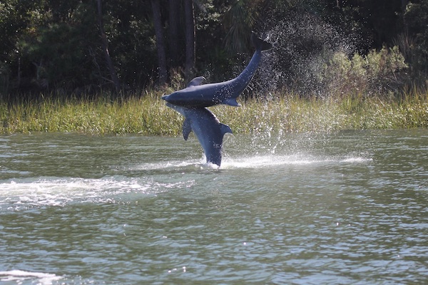 Dolphins jumping