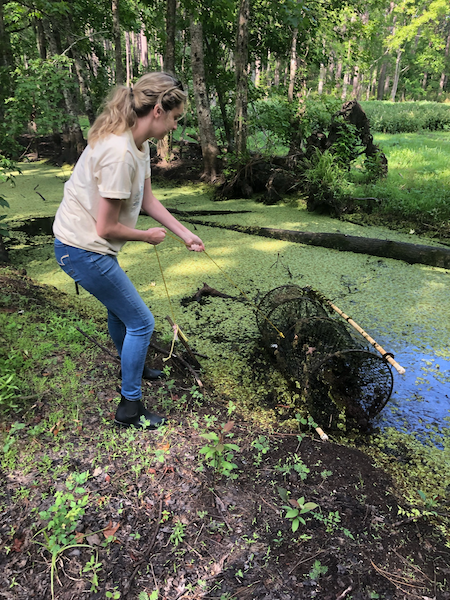 Incoming USCB freshman Kristen Mullins, who received funding as part of USCB’s inaugural Summer Research Experience (S.R.E.) initiative, retrieves a baited trap from a roadside channel on Spring Island. She and other students collected leeches from alligators, snapping turtles and amphiumas (legless salamanders) found in the trap. 