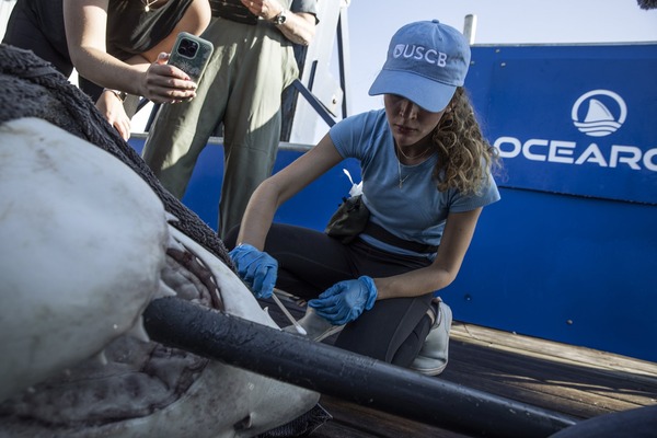 Shark Body being inspected